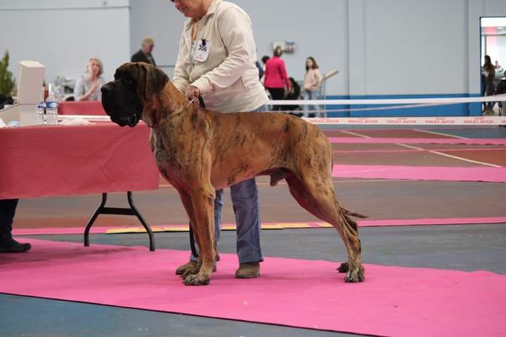 Thor des armoires aux têtes d'or