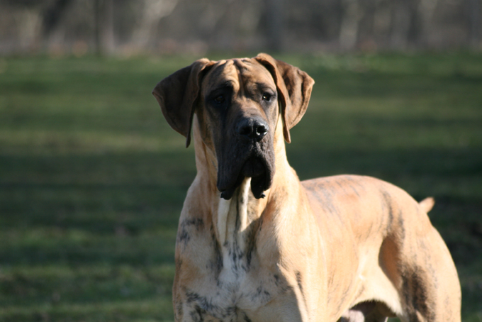 Flaubert des Princes de Cocagne