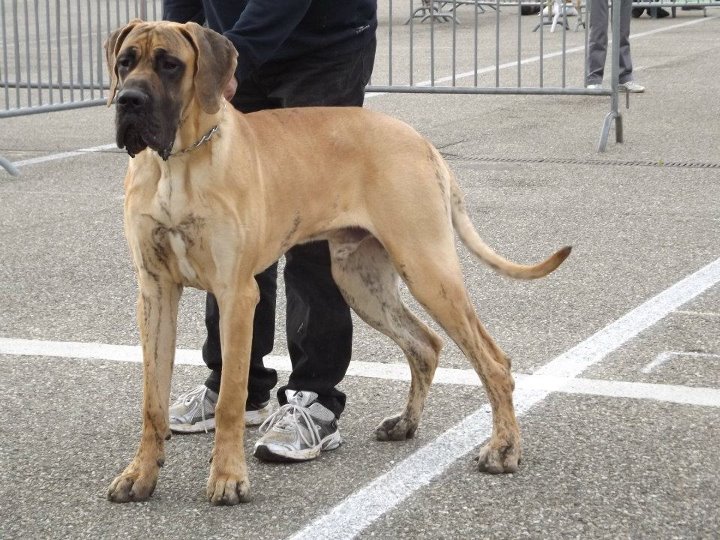 Grecko des Armoiries aux Têtes d'Or