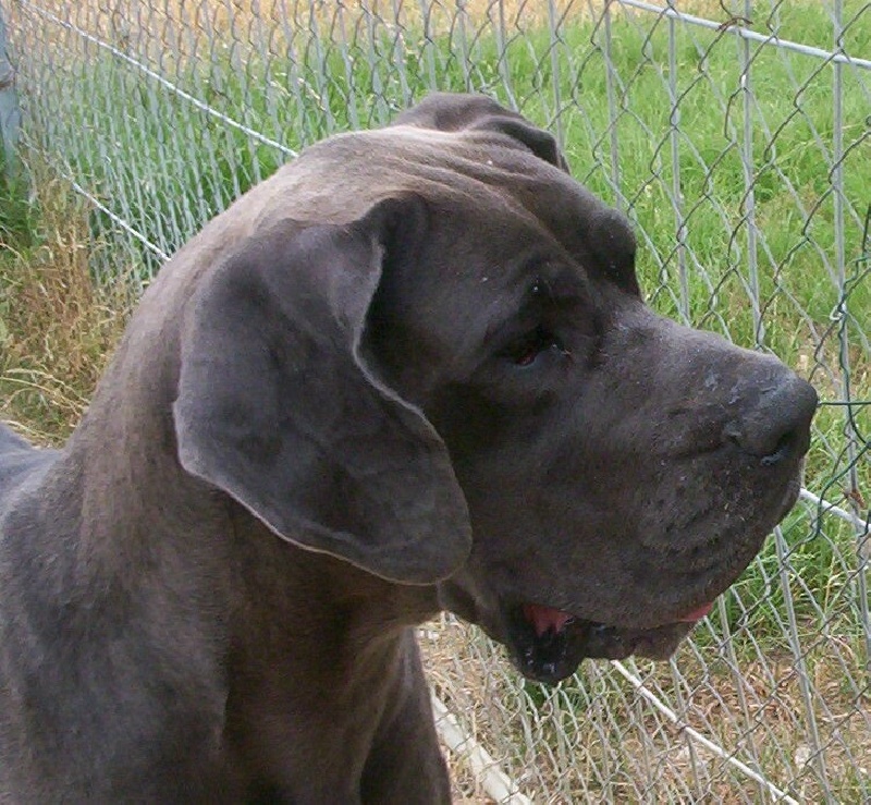 Doria von Doggen Kaiser
