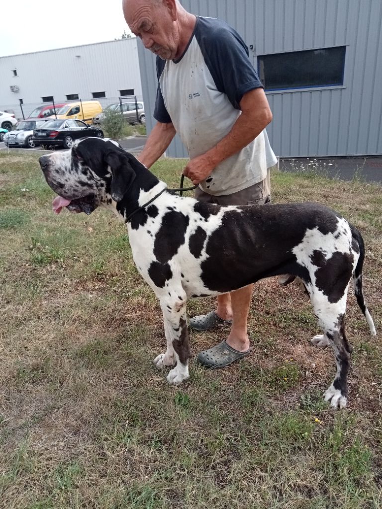 Panther Du Haut Dagour