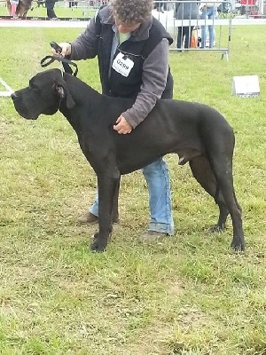 Exposition Internationale Auch (spéciale dogue allemand).