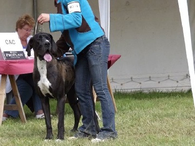 de la vallée des trois lacs - Expoeition Internationale Auch (spéciale dogue allemand).