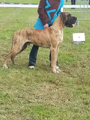 de la vallée des trois lacs - Exposition Internationale Auch (spéciale dogue allemand)