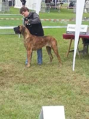 de la vallée des trois lacs - Exposition Internationale Auch (spéciale dogue allemand)