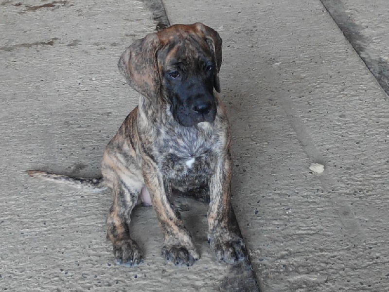de la vallée des trois lacs - Dogue allemand - Portée née le 05/05/2014
