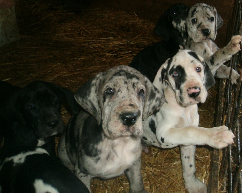 de la vallée des trois lacs - Dogue allemand - Portée née le 25/11/2012