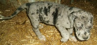 Hermine