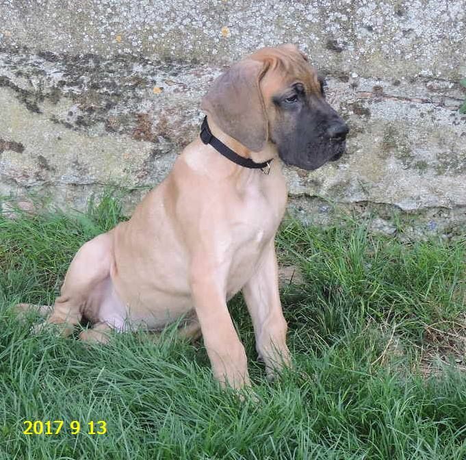 Chiot Dogue allemand de la vallée des trois lacs